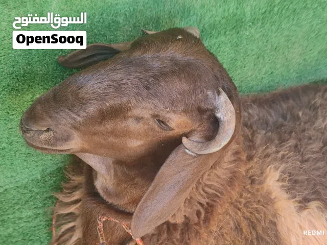 خروف لبيع ربي يبارك