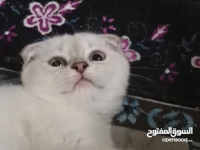 قطط سكوتش فولد 200ريال