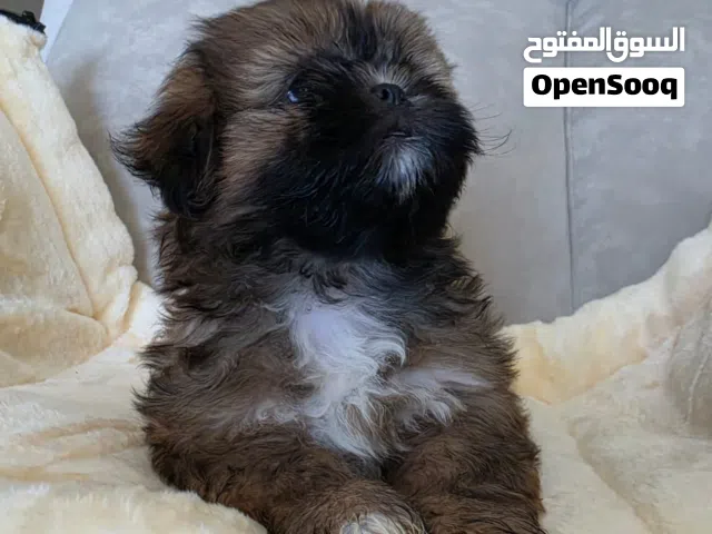 Shitzu available, Dewormed, and vaccinated ,passport available