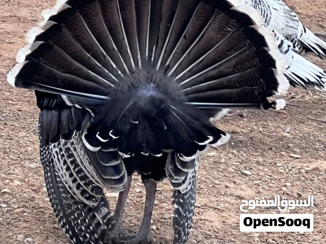 دجاج لي البيع