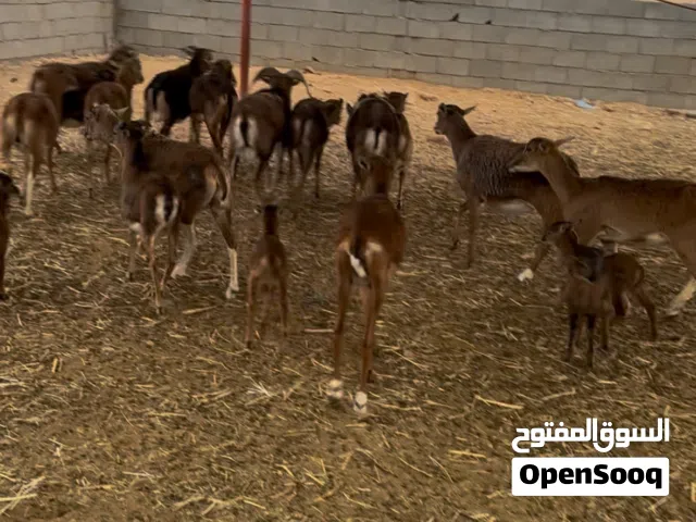 غنم هجين وعل الموفلن