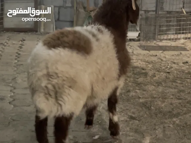 ** طلي نعيمي **