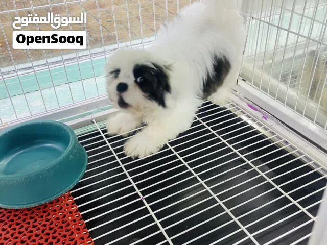 mina Abu Dhabi