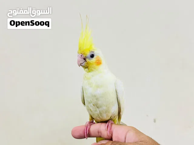 للبيع كوكتيل لاتينو أليف جدا