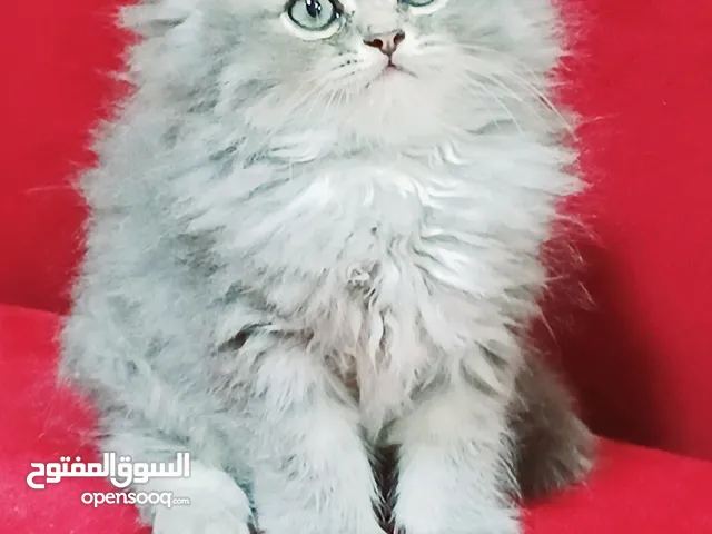 انثى شانشيلا 52 يوم مدربه ومطعمه حشرات