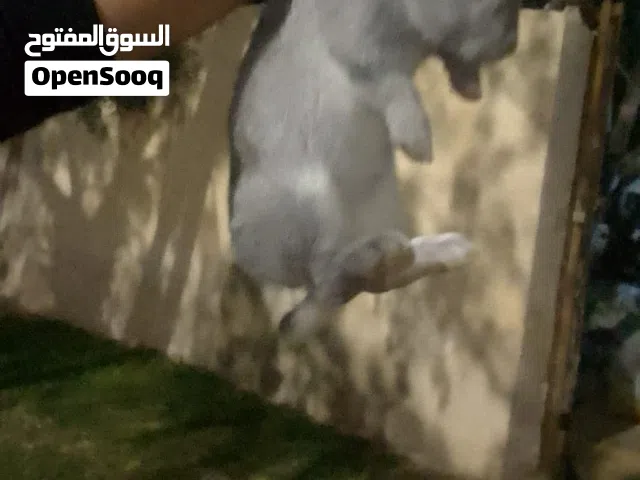 ارانب بندوق بايبون، صحه ونظافه عدد 3 ذكوور