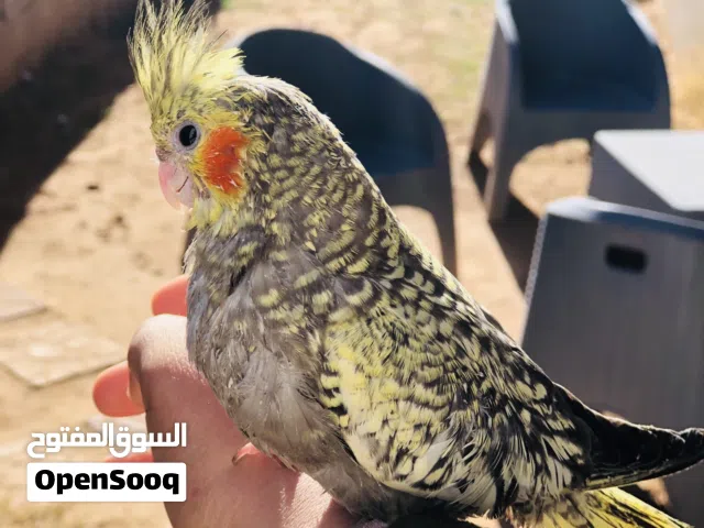 سلام عليكم عندي