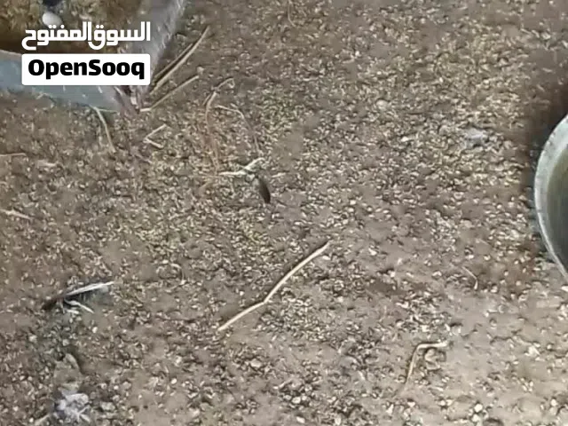 كوم حمام للبيع