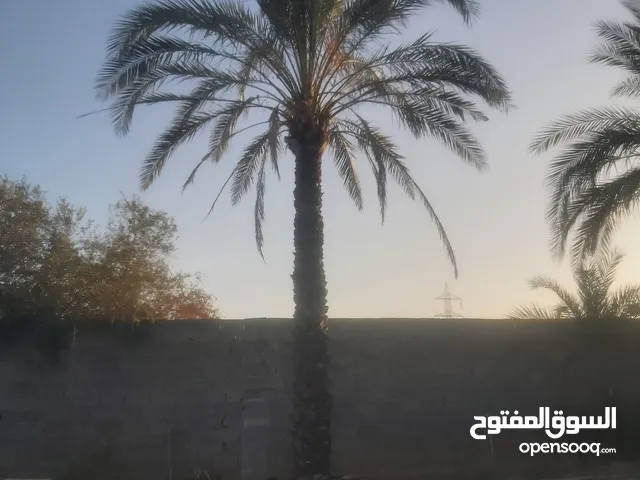 نخلات طول من 4متر وأكتر أعطي سوم باهي وأرفع