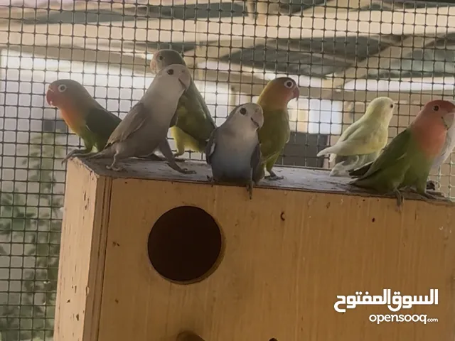 18 حبه لوف بيرد أزواج منتجه