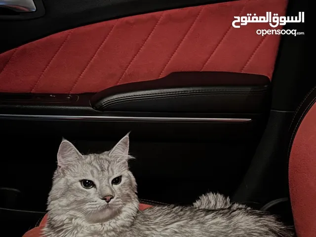 قطط لي بيع سعر اقل من سوق بي واجد شوف وصف