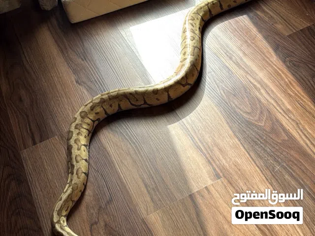 ثعبان ball pithon