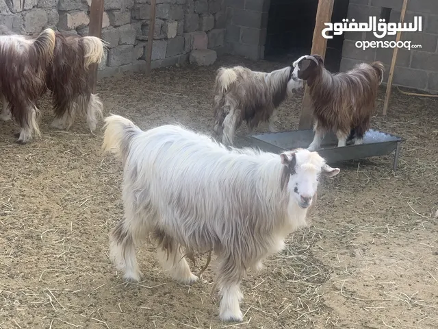 بيع جدي عماني