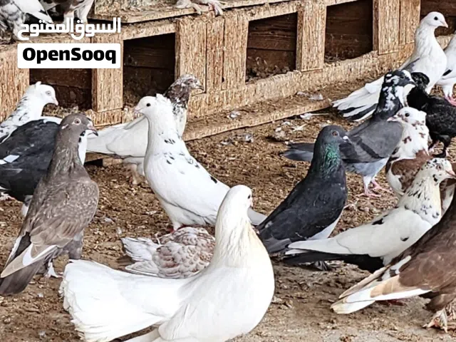 للبيع حمام مختلف انواع كامل تقربيا عدد بين 60 الى 65 ملاحظه اريد ابيه كامل حمام