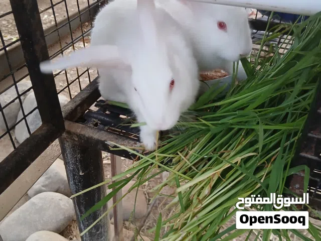 للبيع ارانب محليه