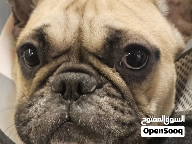 Dog for adoption, French bulldog
