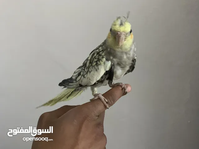 فرخ كوكتيل ما شاء الله بالصلاه عالنبي