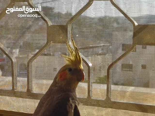 عصفور كوكتيل اليف للبيع دون بدل مع قفص واغراضه