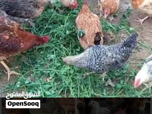 جاج بلدي بياض