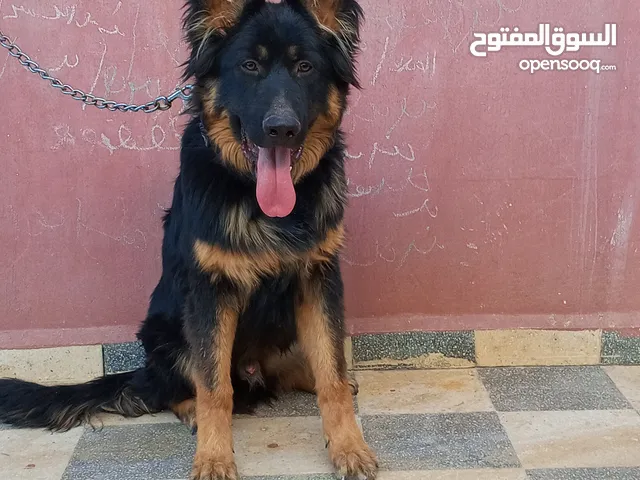 جيرمن شيبرد العمر 8شهور ياجوز حي الرشيد