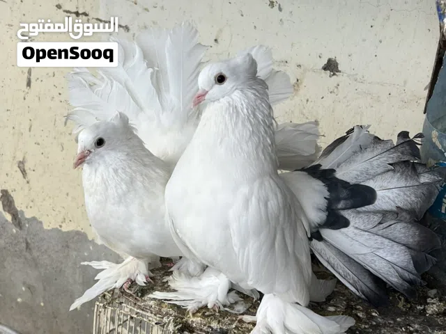 انواع حمام الزينة