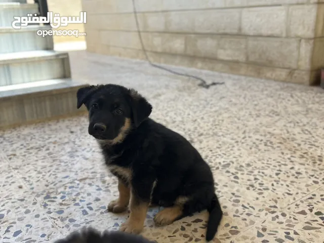 جراو للبيع