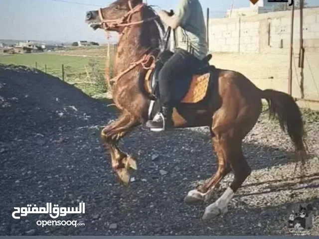 حصان للبيع لا يوجد رقم هاتف فقط واتسسس