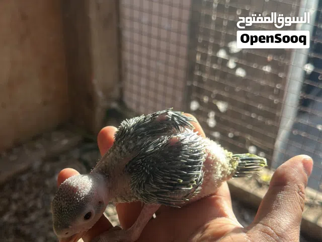 متوه ( دره هنديه )