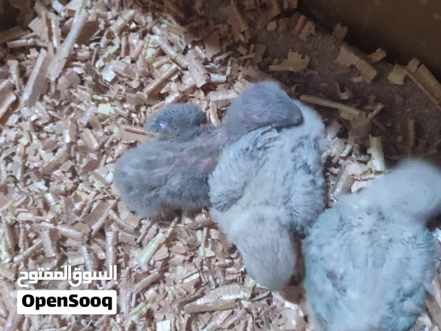 طيور الروز سينامون سبلت البينو