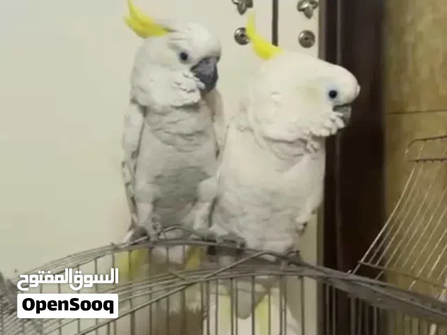 زوج كوكاتو للبيع