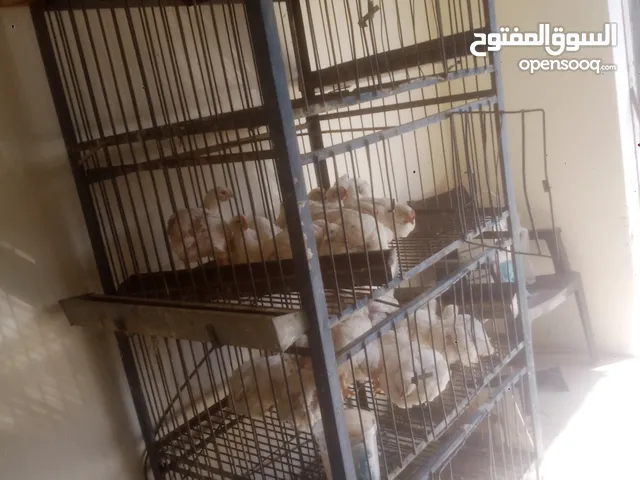 عدة محل جاج