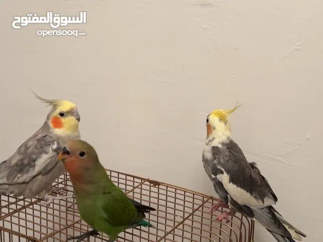سلام عليكم ببغاء كوكيتل عندي ذكر وانثي مروضاتت ترويض فلل ومتكلم ويغني