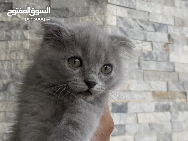 قطة سكوتش فولد انثى