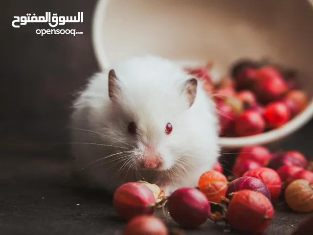 الهامستر السوري الأبيض