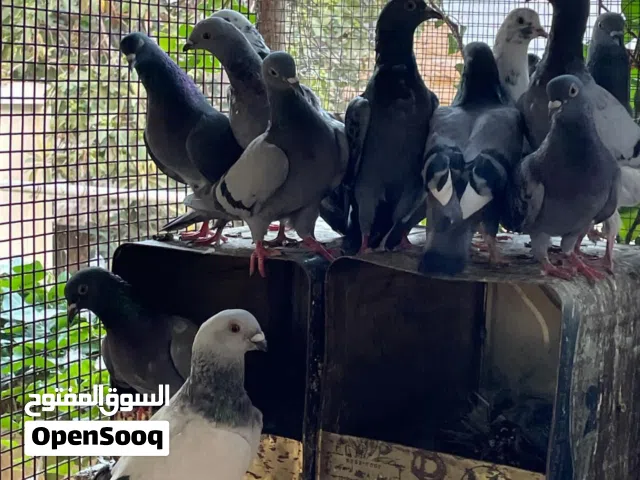كوم حمام للبيع بسعر حرق