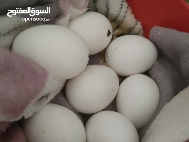 بيض عرب ملقح