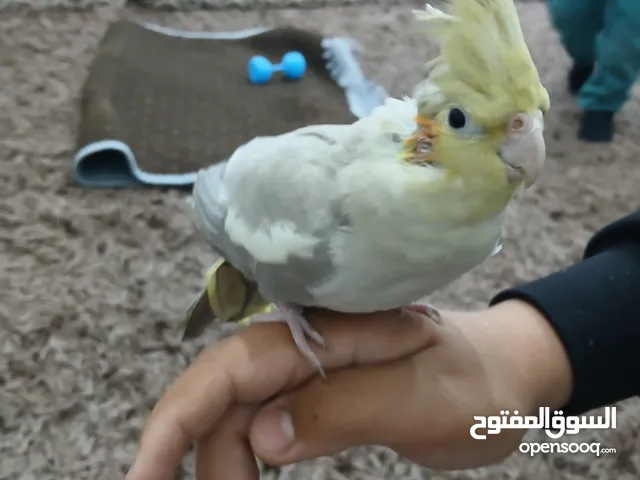كوكتيل للبيع