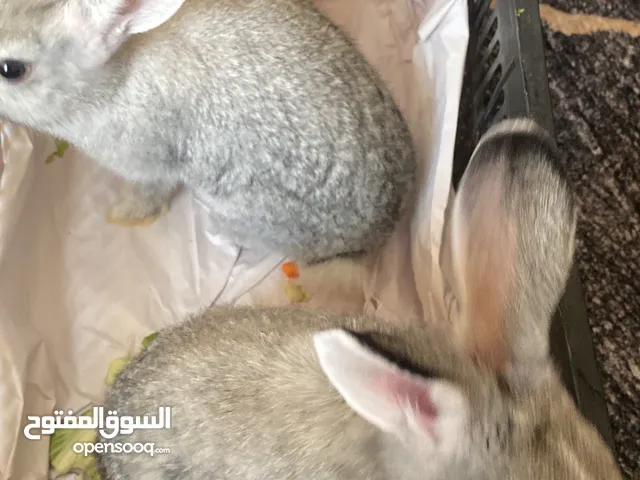 ارنب لون رمادي