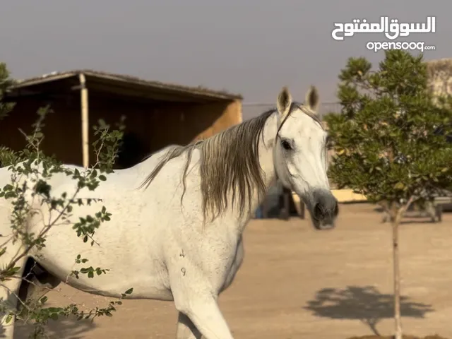 خيل جميل هادي للركوب مناسب لكل الاعمار عربي اصيل