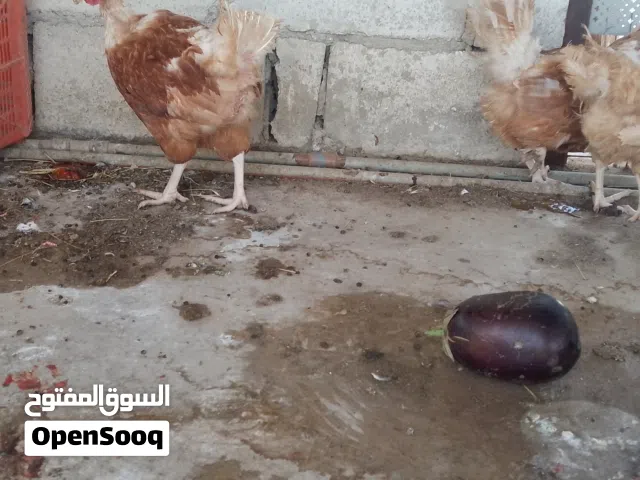 جاج احمر براون