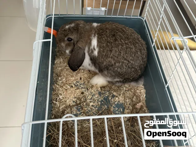 Alpha Male Holland Lop ( Ready for Mating )