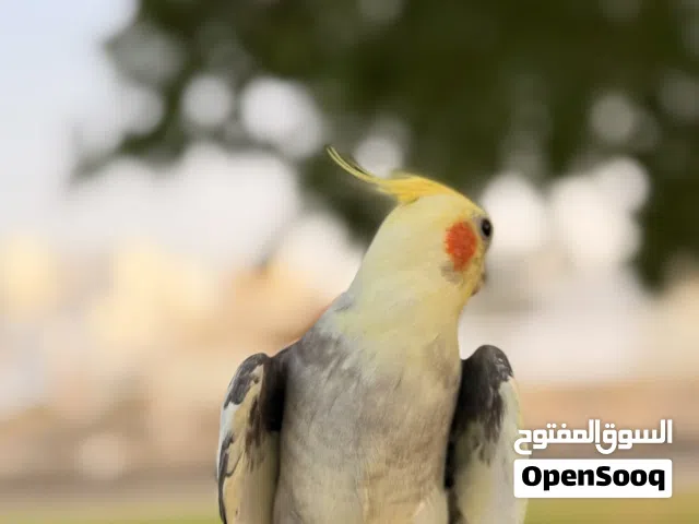 كوكتيل أليف