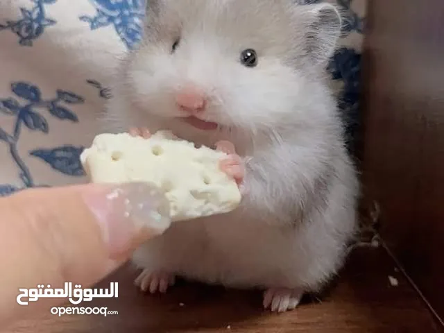 مطلوب هامستر مستعجل السعر يكون معقول