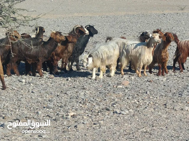للبيع غنم قطيع واحد زرب كامل ماشاء الله حلال طيب عشرات يحدرن ماعليهن كلام عدد 19 سعر جملة رأس 60