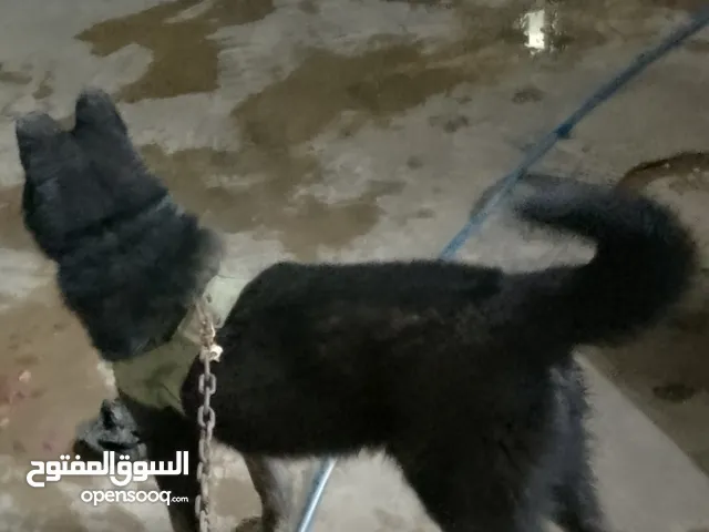 كلب جيرمن بلاك العمر 6 اشهر اللون اسود شراسة فول ولعوب في نفس الوقت للاتصال على الرقم