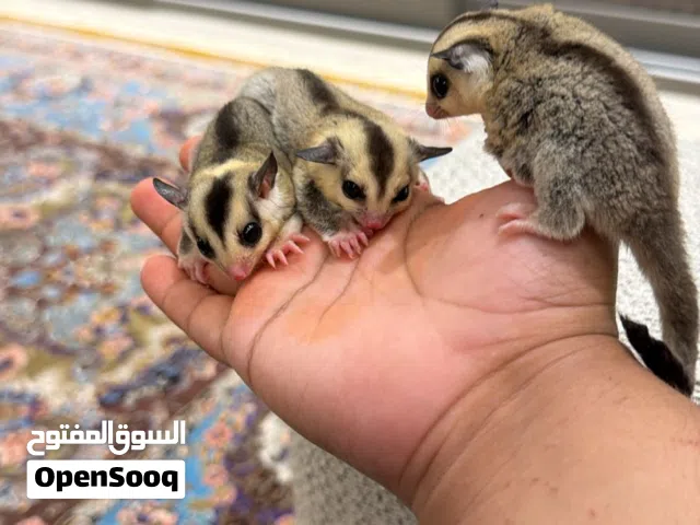 sugar glider شوقر غلايدر