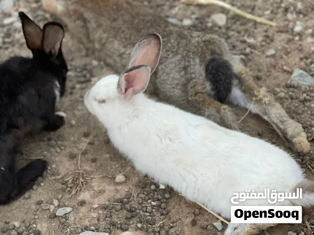 ارانب محليات