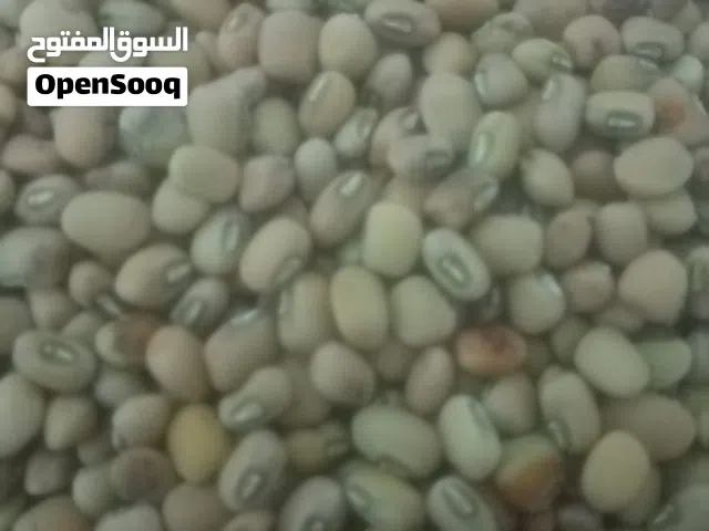 بذر لوبيا عماني احمر المن10ريال