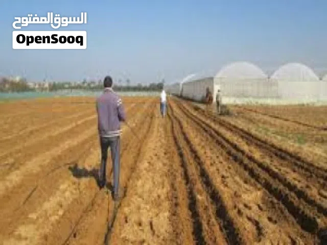 Farm Land for Sale in Suez Other