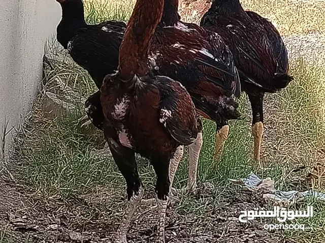 This is original Aseel cock. for sale. different size different. 5/10 or 20 Rias per one pice.